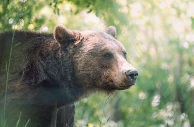 During the day on the green grass brown bear
